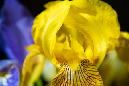 iris, fleur-de-lis, flower-de-luce, flag. Flower B inflorescences in the form of a fan. They grow on...