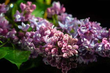 Spring photography, lilac flowers. Syringa vulgaris (common lilac). Oleaceae. Native to the Balkan Peninsula, where it grows on rocky hills.の写真素材