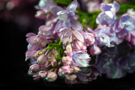 Spring photography, lilac flowers. Syringa vulgaris (common lilac). Oleaceae. Native to the Balkan Peninsula, where it grows on rocky hills.の写真素材
