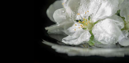Spring photography, apple-tree flowers. Isolated on black background Flowering occurs in spring, simultaneously with leaf fall and on shoots and some long shoots.の写真素材
