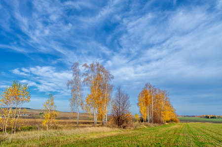 Autumn landscape photography, the European part of the Earth. Birch, oaks, linden, maples, dressed in multi-colored yellow orange-red leaves. blue sky with fluffy white clouds.の写真素材