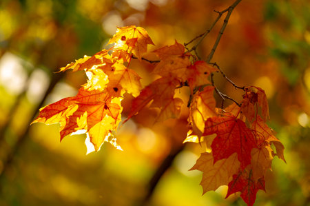 Autumn landscape, Beautiful autumn landscapes of colorful fire maple foliage and a red carpet of...