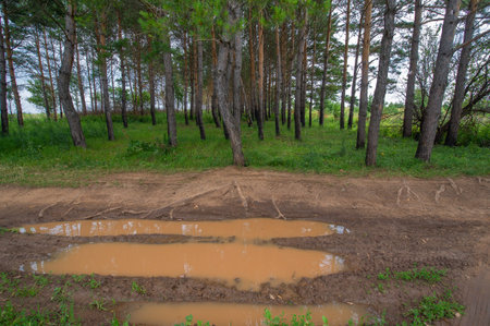 Summer landscape photography. Dirt road of local importance