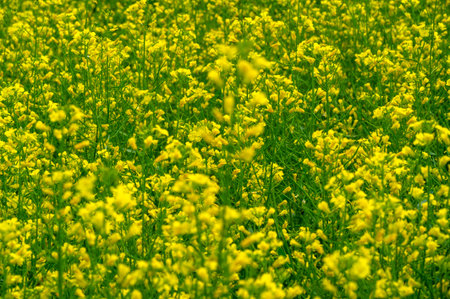 Yellow field. Rapeseed is the third largest source of vegetable oil and the second largest source of...