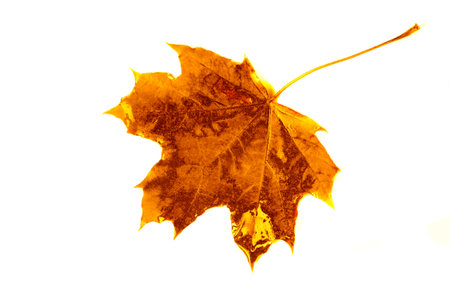 Autumn maple leaves, colorful background of autumn maple leaves close up background. Multicolored maple leaves autumn background. High resolution imageの写真素材