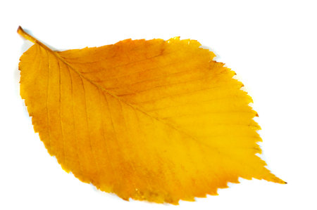 Blurred. Beautiful autumn leaves of an elm tree in the foreground, close-up, copy space, macro...