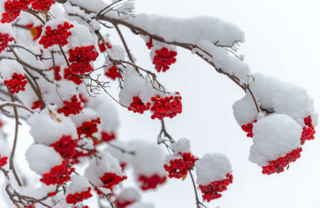 First snow. With each falling scale, a unique spark of interest falls from the sky. The snow fell like the stars filled the dark trees, which one could easily imagine why it was only beautiful.の写真素材