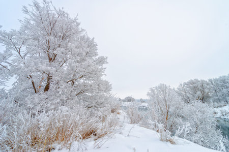 Frost in the trees. Isn't this a real winter day? It's just that the still melancholy that I love is...