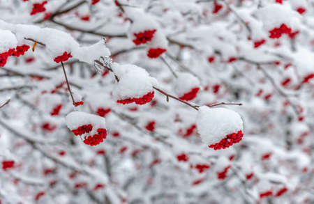 First snow. With each falling scale, a unique spark of interest falls from the sky. The snow fell like the stars filled the dark trees, which one could easily imagine why it was only beautiful.の写真素材