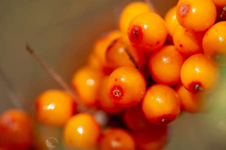 Sea buckthorn, shallow depth of field blurred. The use of juices, compotes, wines, sea buckthorn oil. This oil is used in medicine and cosmetology, it is part of lotions, ointments, medicines.の写真素材