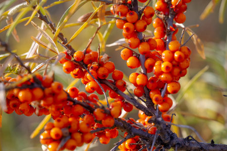 Sea buckthorn, shallow depth of field blurred. The use of juices, compotes, wines, sea buckthorn...
