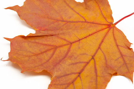 Autumn sketch with maple leaves, yellow red orange colors of leaves, photograph isolated on white...
