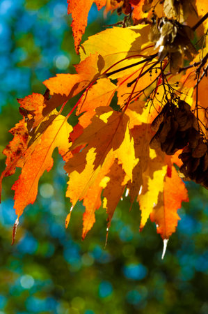 Autumn maple leaf. banner autumn pattern maple leaf bright on natural background