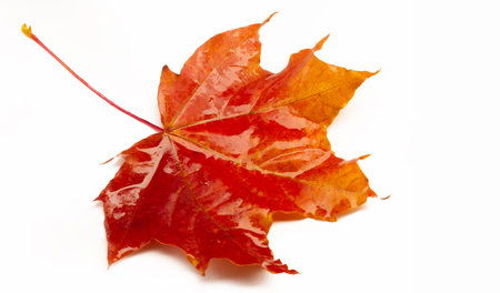 Autumn sketch with maple leaves, yellow red orange colors of leaves, photograph isolated on white...