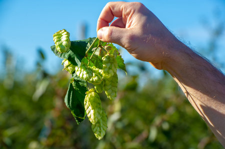 hops, a perennial or annual climbing plant with a long thin stem, as well as the seeds of this...