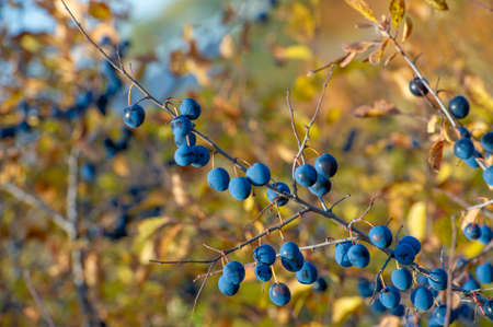 blackthorn in autumn. a thorny Eurasian shrub that bears white flowers before the leaves appear and astringent blue-black fruits.の写真素材