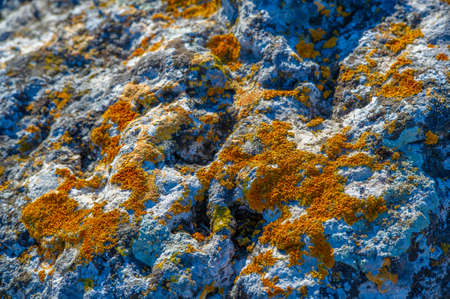 Autumn landscape, texture, background, moss-covered granite stone, a small colorless green plant that does not have real roots, growing on low carpets or rounded pillows in humid placesの写真素材
