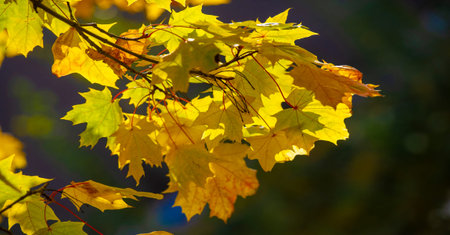 Autumn maple leaves. Autumn colors and gifted mood. September October November is one of the...