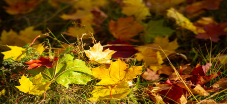 Autumn maple leaves. Autumn colors and gifted mood. September October November is one of the...