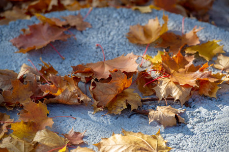 Autumn maple leaves. Autumn colors and gifted mood. September October November is one of the richest, brightest and most vivid colors.の写真素材