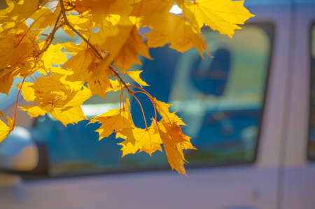 Autumn maple leaves. Autumn colors and gifted mood. September October November is one of the richest, brightest and most vivid colors.の写真素材