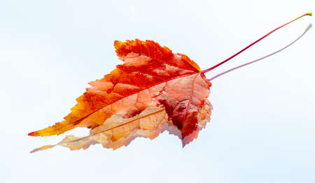 maple leaf isolated on white. red crimson golden autumn colors, the leaf of the maple, used as an emblem of Canada.の写真素材