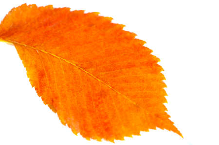 Blurred. Beautiful autumn leaves of an elm tree in the foreground, close-up, copy space, macro photography. textureの写真素材