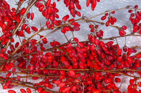 Berberis vulgaris, a barberry, is a bush that has tart red berries on it. Its berries have been used in traditional medicine for centuries to treat digestive problems, infections, and skin conditions.の写真素材