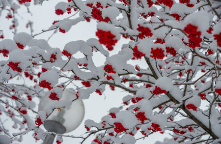 First snow. With each falling scale, a unique spark of interest falls from the sky. The snow fell like the stars filled the dark trees, which one could easily imagine why it was only beautiful.の写真素材