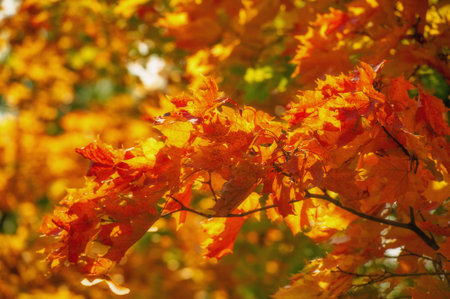 Autumn photography. Majestic tree with sunbeams in the valley. Dramatic colorful autumn scene....