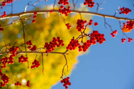The autumn color of the leaves is a phenomenon due to which they acquire various shades of yellow, orange, red, purple and brown during the several weeks of the fall season.の写真素材