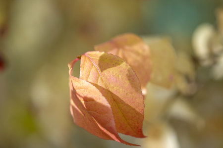 Shallow depth of field is blurred. The fall color of the leaves is the phenomenon whereby they take...