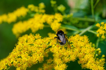 A bumblebee collects honey on a goldenrod flower. a large hairy bee with a loud buzzing, living in...