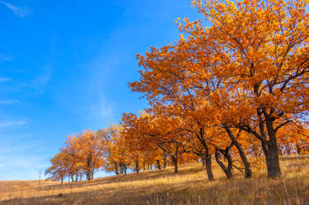 Autumn landscape, deciduous trees covered with multi-colored yellow red leaves, Oaks throw off multi-colored autumn foliage, sad time of the eye - this is the charmの写真素材