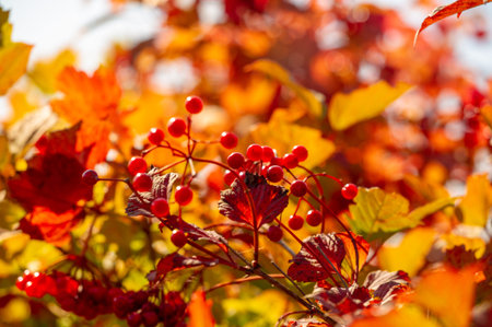 blurry photo, shallow depth of field. Autumn red viburnum, Its modern classification is based on...