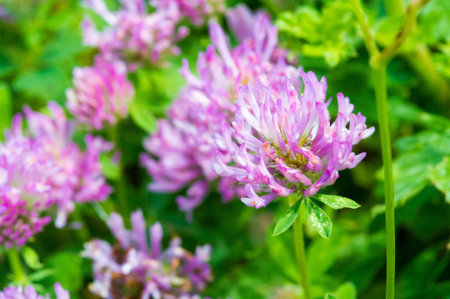 clover A variety of forage grass with flowers in the form of a globular head. a herbaceous plant of...