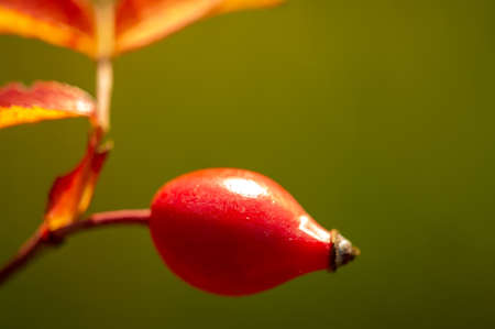 blurry photo, shallow depth of field. Rose hips contain a large amount of antioxidants, mainly polyphenols and ascorbic acid, as well as carotenoids and vitamins B and E.の写真素材