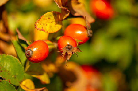 blurry photo, shallow depth of field. Rose hips contain a large amount of antioxidants, mainly polyphenols and ascorbic acid, as well as carotenoids and vitamins B and E.の写真素材