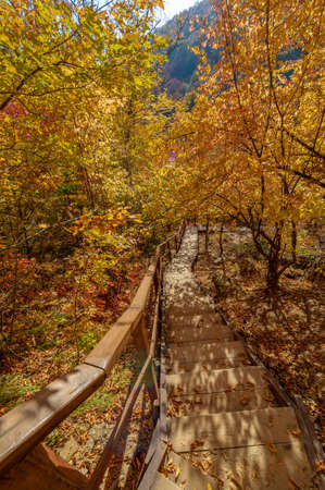 Photos of the Crimean peninsula in the fall, beech hornbeam forest. It grows at an altitude of 650-700 m, forests of rocky oak are replaced by beech and hornbeam. soil and water conservationの写真素材