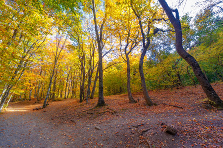 Hiking trail in the autumn beech forest high in the mountains of the Crimean peninsula, recreation...