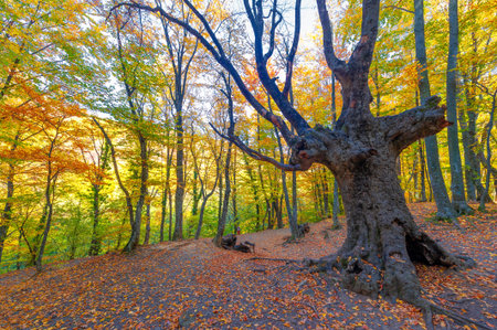 Hiking trail in the autumn beech forest high in the mountains of the Crimean peninsula, recreation...