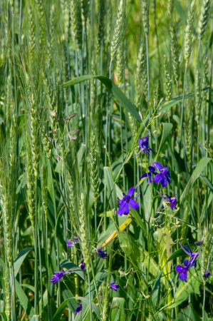 A wildflower (or wild flower) is a flower that grows in the wild, meaning it was not intentionally seeded or planted.の写真素材