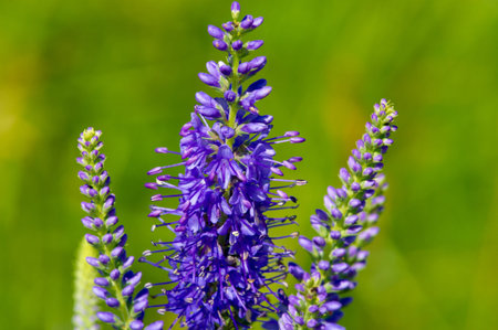 A wildflower (or wild flower) is a flower that grows in the wild, meaning it was not intentionally...