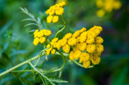 Tansy Tanacetum vulgare is a perennial herbaceous flowering plant in the aster family. It is also...