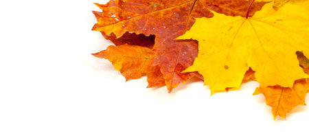 Autumn painting, Autumn maple leaves, different colors. Yellow, red, burgundy, green, orange,