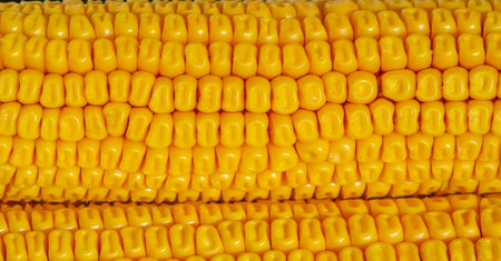 The corn plant is a tall annual grass with a stout, a cereal plant of the cereal family (Poaceae) and its edible grain. Corn is used as livestock feed, as food for humans, as biofuelの写真素材