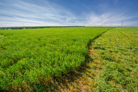 summer landscape, sultry summer days, alfalfa haying, livestock feedの写真素材
