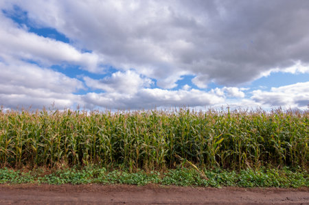 Corn a North American cereal plant that yields large grains, or kernels, set in rows on a cob. Its many varieties yield numerous products, highly valued for both human and livestock consumption.の写真素材