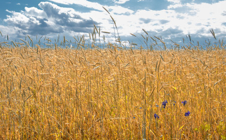 Summer landscape. Wheat on the cob at the ripening stage. Cob ripe barley in a field, an agricultural field on which grow up cerealsの写真素材