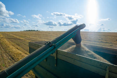 A summer photo of harvesting barley, the Harvester is a machine used to harvest cereals such as wheat, rye, barley, oats, corn, flax and soy. 2019 09 06 Tukaevsky District Tatarstan Russiaの写真素材